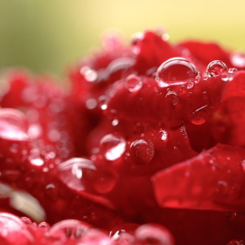 close-up-purple-flower close-up-purple-flower