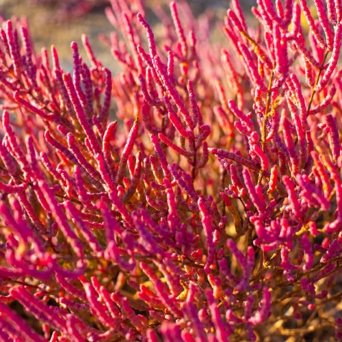 Flowering of the coastal plant Salicornia prostrata. Red fleshy stems of saltwort on an autumn day, close-up Flowering of the coastal plant Salicornia prostrata. Red fleshy stems of saltwort on an autumn day, close-up.